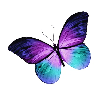 Мистическая палитра: разноцветные бабочки на фотографиях