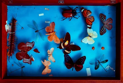 Разноцветные бабочки, вдохновляющие на творчество: фото