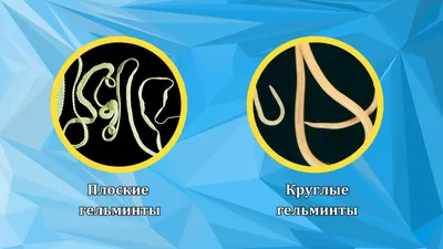Фотографии глистов с подробными описаниями
