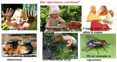 Глисты на изображениях: выбор JPG, PNG или WebP формата