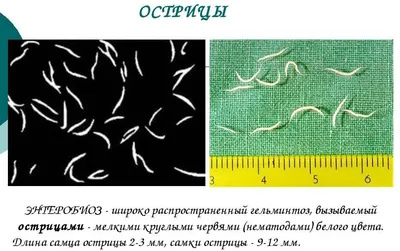 Фотки глистов: выберите JPG, PNG или WebP формат