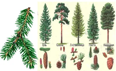 Фотографии различных разновидностей хвойных деревьев