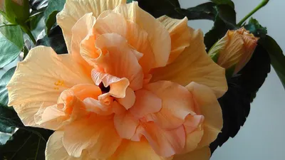 Коллекция фото китайской розы: различные размеры и форматы