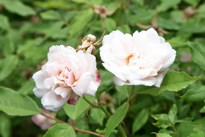 Уникальные изображения разновидностей китайской розы
