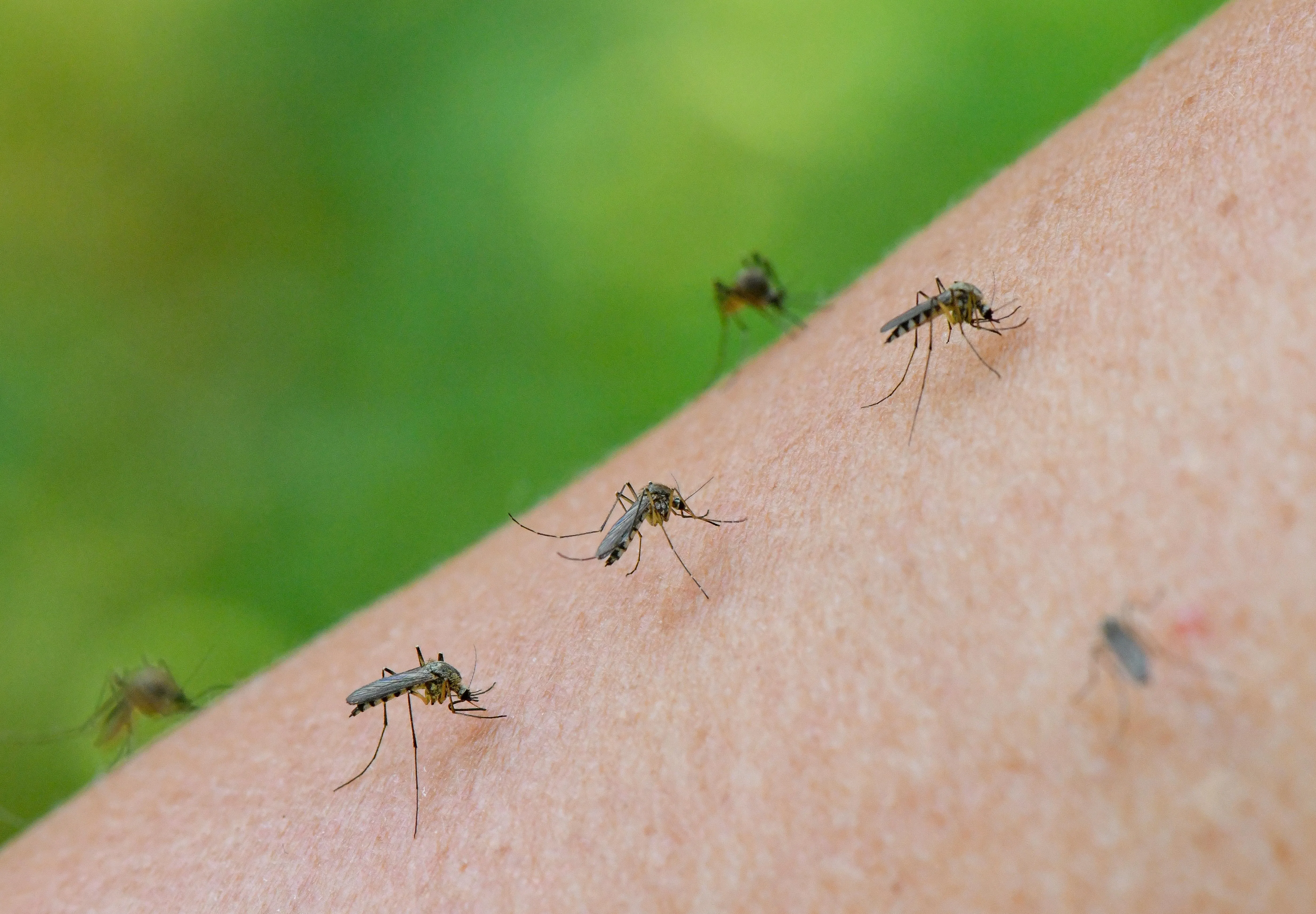 В каком месяце комары. Разновидности комаров. Лето комары.