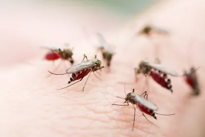 Разновидности комаров фотографии
