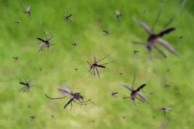 Фото разновидностей комаров