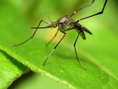 Фото различных видов комаров со всего мира