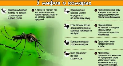 Изображения комаров в формате png