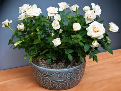 Красивые разновидности комнатных роз в формате webp