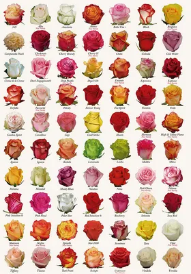 Роскошные разновидности комнатных роз в webp