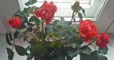 Изысканные комнатные розы на картинках