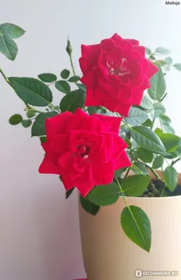 Фотоальбом комнатных роз с разными форматами загрузки