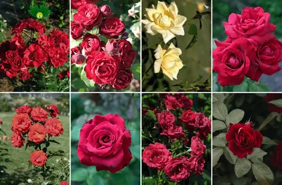 Фото разнообразных комнатных роз
