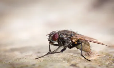 Фото мух с разными видами ног