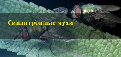 Фото мух с разными видами головы