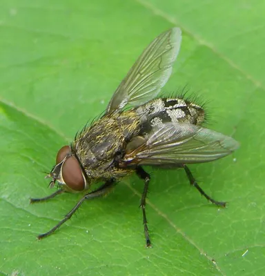Фото мухи с уникальными окрасками