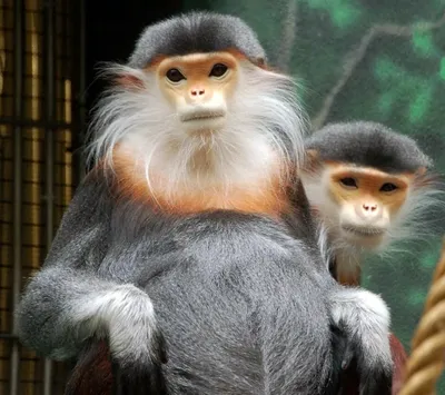 Изумительные изображения обезьян для скачивания (JPG, PNG, WebP).