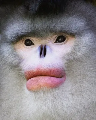 Фотообои с обезьянами: Новые изображения для скачивания (HD, 4K).