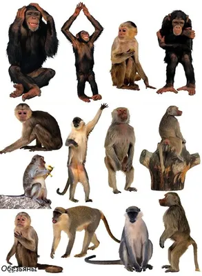 Лучшие фото обезьян в Full HD качестве – выбирайте размер!