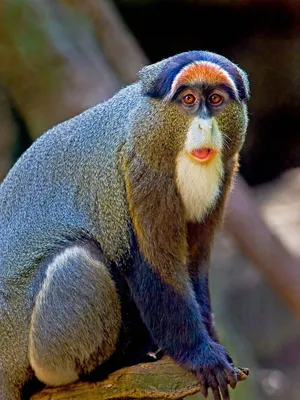 Фотографии разновидностей обезьян: бесплатное скачивание в HD.