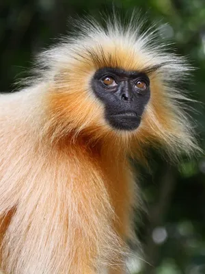 Лица обезьян: выразительные черты индивидуальности