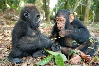 Фото обезьян в HD: разнообразие природы