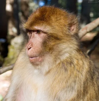 Картинка обезьян в Full HD: волшебство джунглей