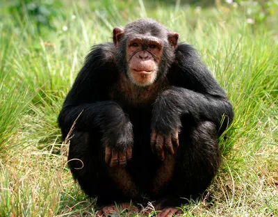 Изображения обезьян 4K: великолепие природы в высоком разрешении