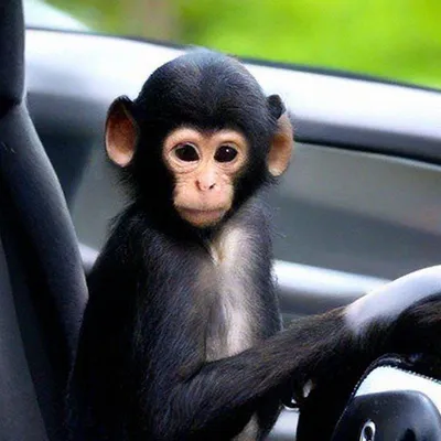 4K изображения обезьян: природа в высоком разрешении