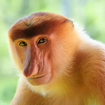 Фотк обезьян: взгляд в душу дикой природы
