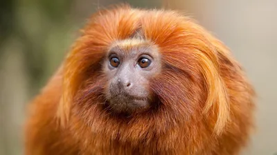 PNG обезьяны: прозрачность в природе
