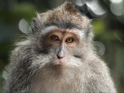 Фото обезьян: Портреты в дикой природе в Full HD качестве