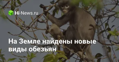 Фотографии обезьян 4K: Захватывающие моменты в высоком разрешении