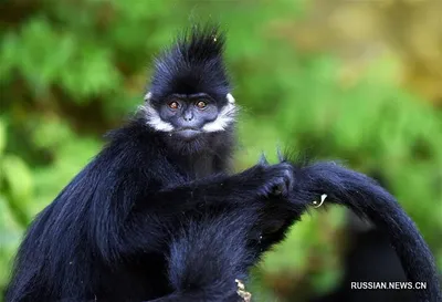 Уникальные снимки обезьян: Скачивайте бесплатно в различных форматах.