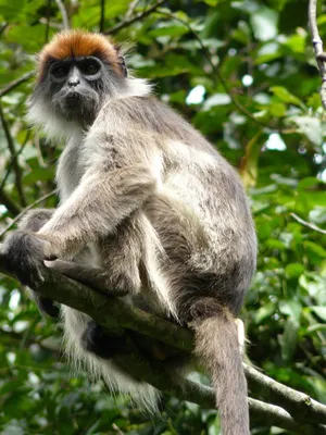 Full HD обезьяны: Кристально четкие фотографии в высоком разрешении