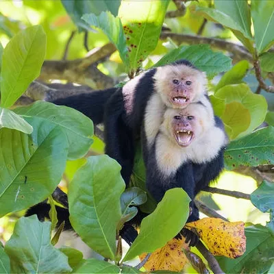 Фотографии обезьян бесплатно: Качайте и наслаждайтесь!