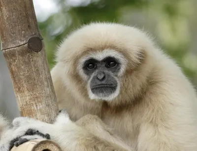 Фотообои с обезьянами: Новые изображения для вашего экрана.