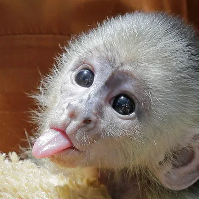 Фотка обезьян: Захватывающие снимки в один клик
