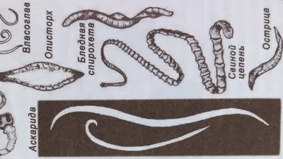 Разнообразие паразитов в человеческом организме: скачать JPG
