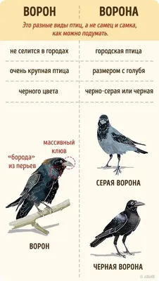 Изящество в картинках: фото птиц