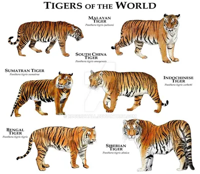 10 удивительных разновидностей тигров