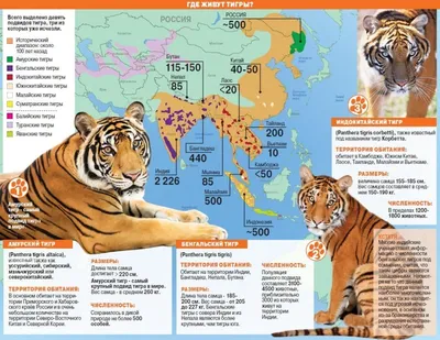 Фотография тигра с возможностью скачать в разных форматах