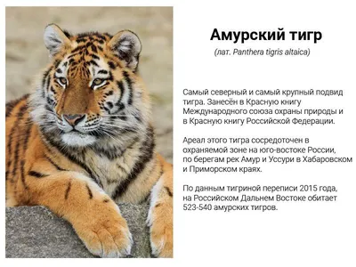 Великолепные фотокарточки тигров с выбором размера и формата