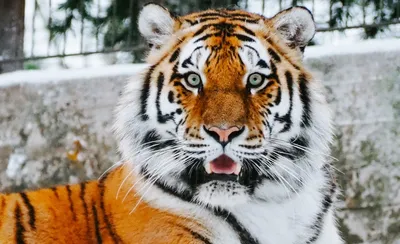 Фото, изображение и картинка разнообразных тигров