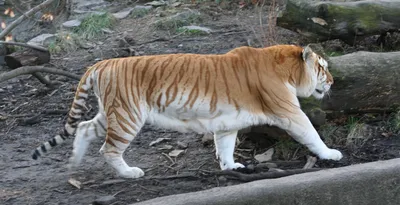 Уникальные фотографии разных видов тигров