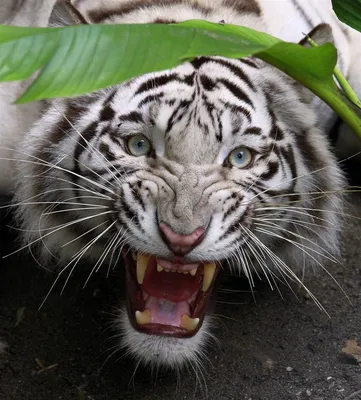 Фотографии тигров с возможностью выбора размера и формата