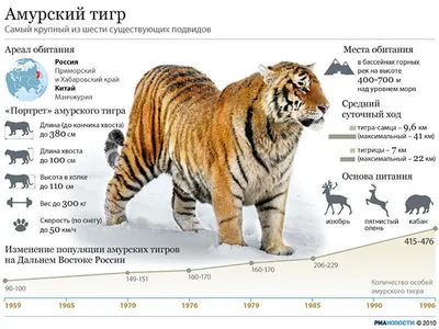 Узнайте о различных видах тигров на фотографиях