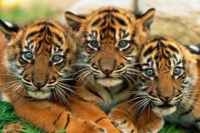 Разнообразие тигров на качественных фотографиях