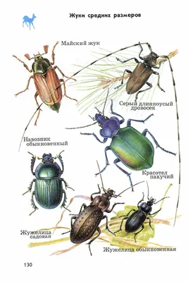Разновидности жуков: фото и картинки